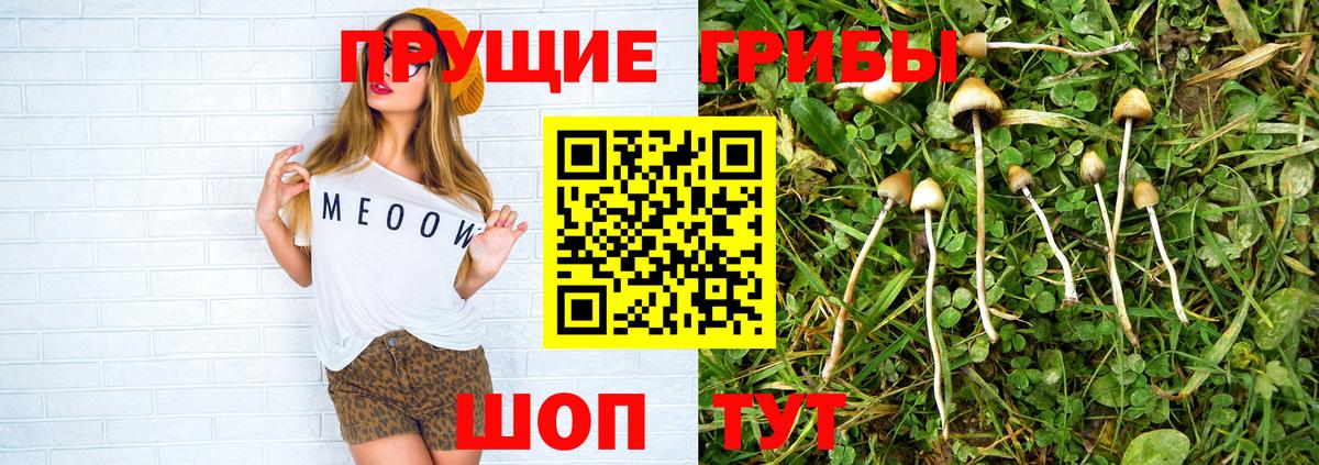 Галлюциногенные грибы Psilocybine cubensis Ростов-на-Дону